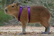 blog capybara