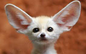 blog fennec fox