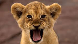 blog lion
