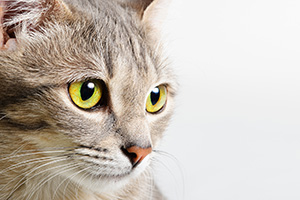 cat health fact sheets