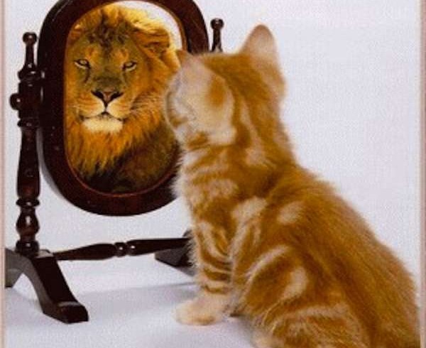picture-of-cat-looking-in-mirror-and-sees-a-lion-600x490
