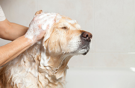 bigstock-Bathroom-To-A-Dog-41817493.jpg