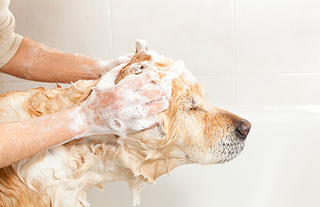 bigstock-Bathroom-To-A-Dog-43591735.jpg