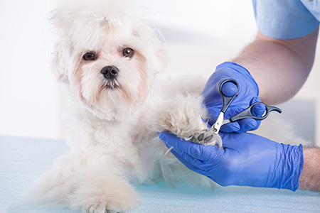 bigstock-Smiling-vet-making-a-checkup-o-44768344.jpg